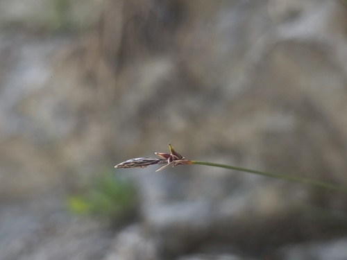 Carex mucronata, photograph 4