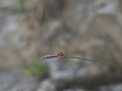 Carex mucronata, photograph (c) arthur_haendler, some rights reserved (CC BY)