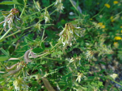 Trigonella corniculata