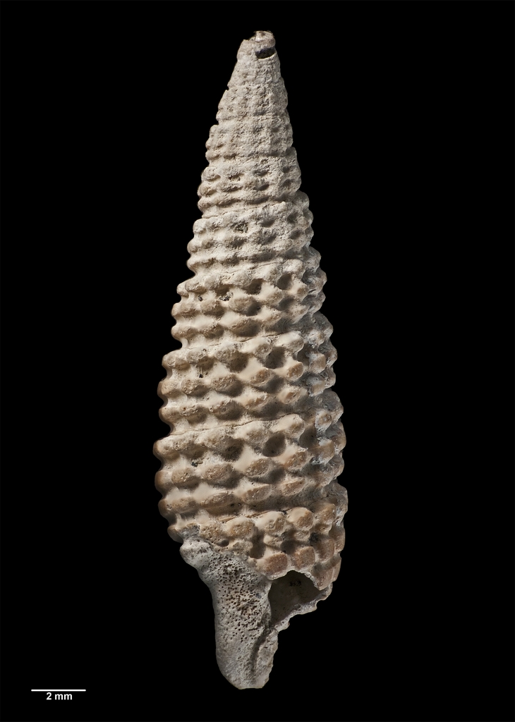 Taxonia tesserata