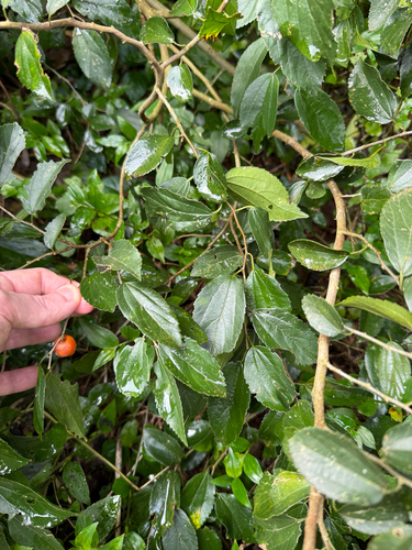 Celtis tarijensis