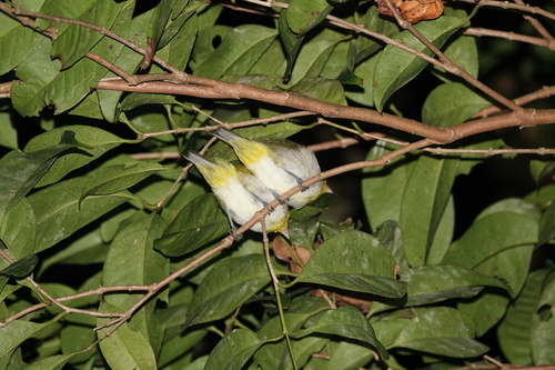 Lowland White-eye (Zosterops meyeni), photo 8