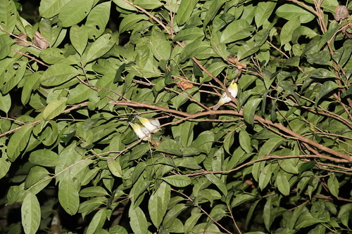 Lowland White-eye (Zosterops meyeni), photo 2