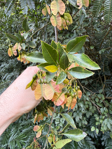 Thinouia mucronata