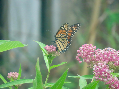 Image of Danaus plexippus by (c) Emelin Ringuette, some rights reserved (CC BY)