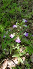 Collinsia violacea