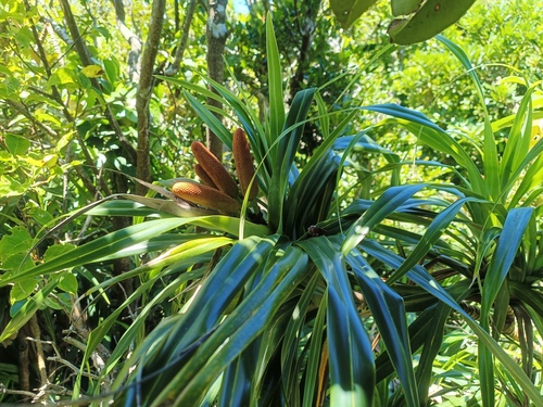 Freycinetia formosana