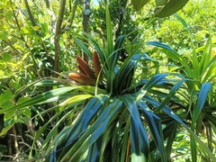 Freycinetia formosana