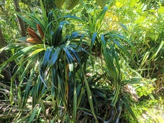Freycinetia formosana, photograph (c) Wang J.P., some rights reserved (CC BY)