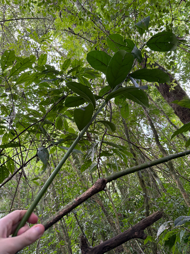 Citronella paniculata