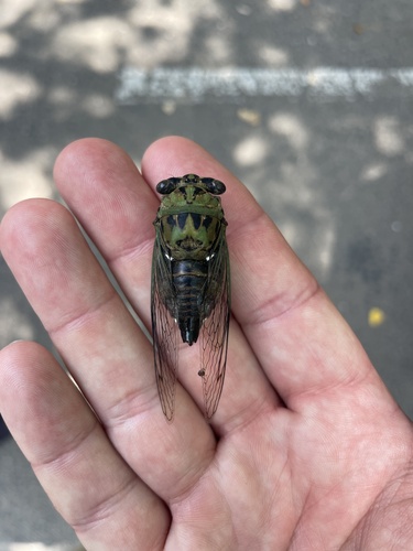 Eastern Scissors Grinder Cicada photo 5