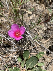Clarkia rubicunda