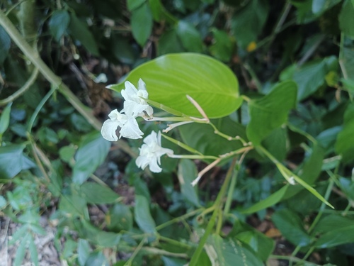 Donax canniformis