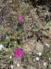 Clarkia rubicunda