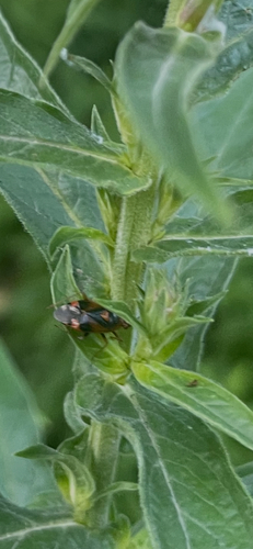 Red-spotted Plant Bug