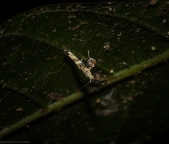 Cyphosticha panconita