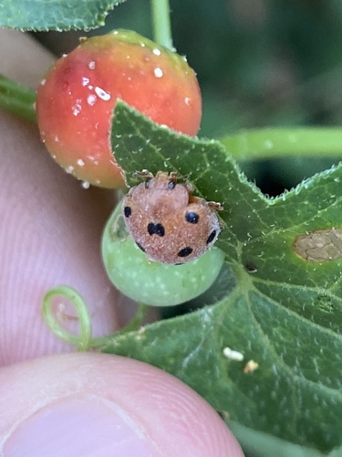 Bryony Ladybird