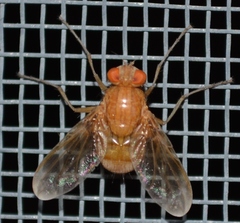 Ormia