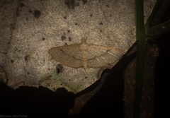 Addaea subtessellata