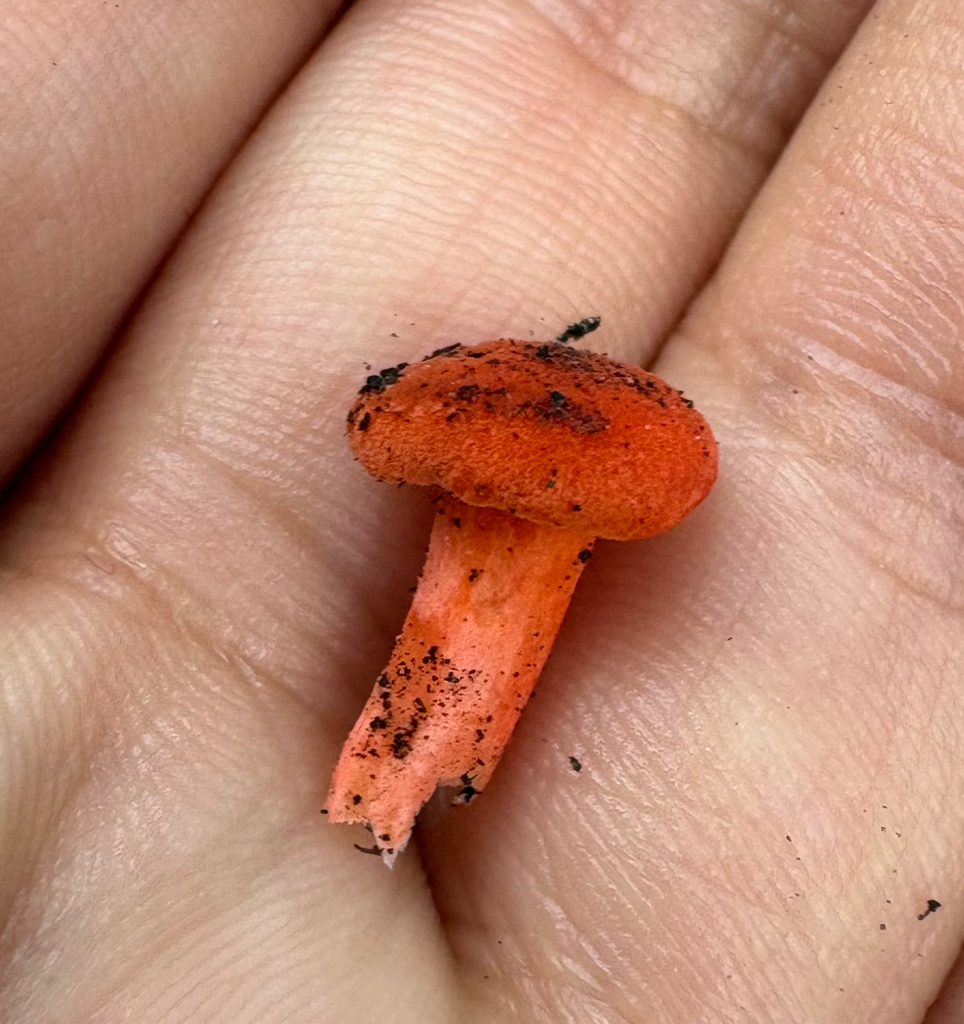 Red Chanterelle · July 2026 · photo: Photo: (c) eml23, some rights reserved (CC BY) · iNaturalist