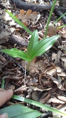 Polygonatum latifolium
