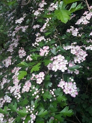 Crataegus
