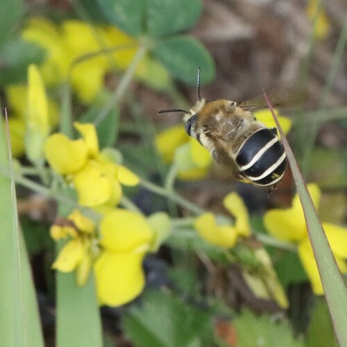 Walsh's Anthophora photo 2