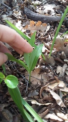 Polygonatum latifolium