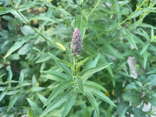 purple loosestrife