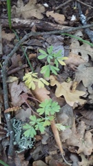 Corydalis paczoskii