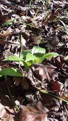 Polygonatum latifolium