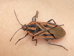 Spilostethus rivularis