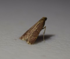 Arta epicoenalis