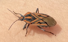 Spilostethus rivularis