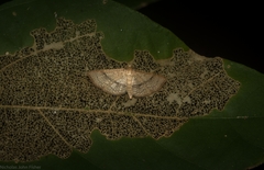 Addaea subtessellata