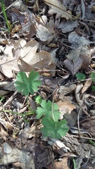 Geranium asphodeloides