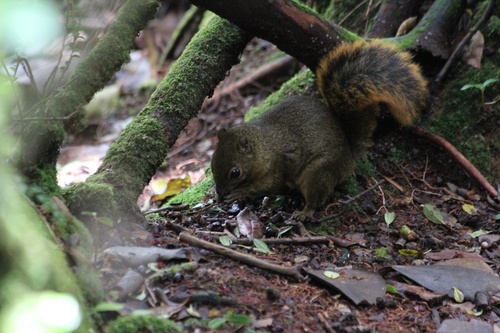 Bangs's Mountain Squirrel