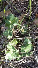 Geranium asphodeloides
