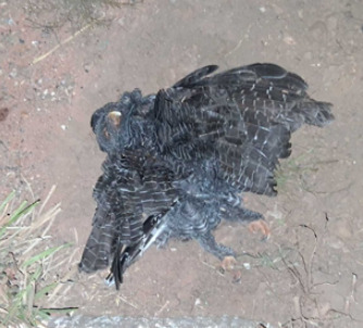 Black-banded Owl