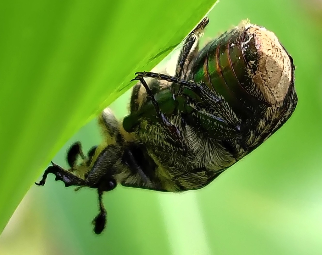 Olive Flower Beetle