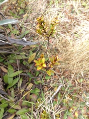 Veronica decumbens