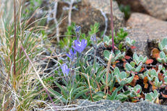 Campanula scabrella, photograph author not stated, no rights reserved