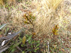 Veronica decumbens