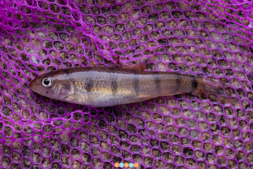 Acrossocheilus dabieensis