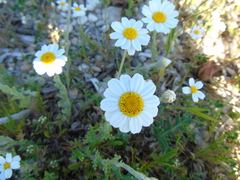 Anthemis peregrina
