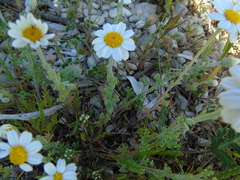 Anthemis peregrina