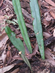 Pyrrosia longifolia