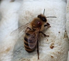 Varroa destructor
