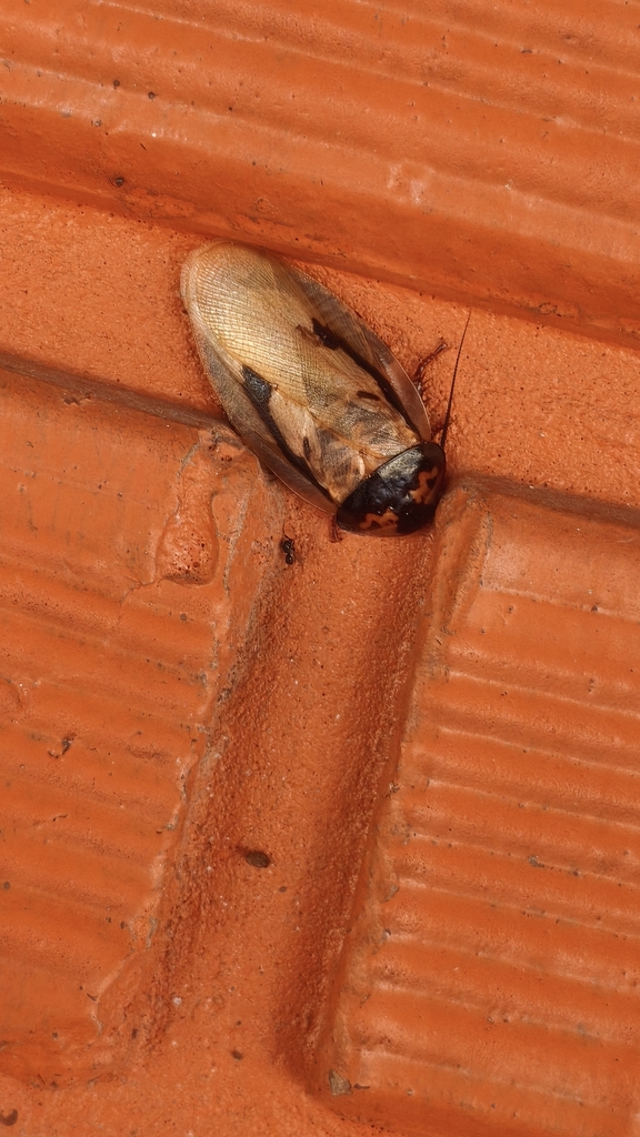 Eublaberus marajoara