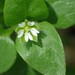 Common Chickweed Complex - Photo (c) Ron Matsumoto, some rights reserved (CC BY-NC)